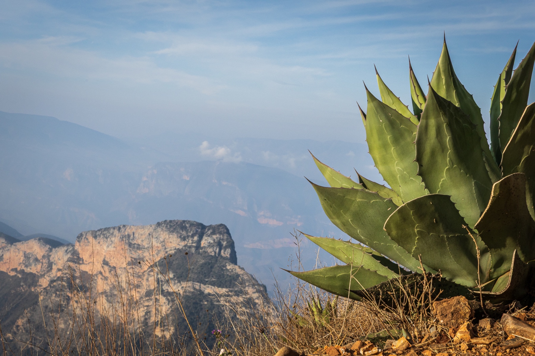Agave en primer plano frente a una sierra mexicana